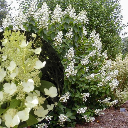 Hydrangea paniculata 'October Bride' - Aedhortensia 'October Bride' C5/5L